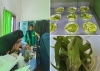 Tim Laboratorium Agens Hayati Bersama UPTD BPTPH Lakukan Inovasi Uji Agens Hayati Terhadap OPT Ulat Grayak pada Tanaman Jagung