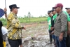 Menanam Cavendish di Polman, Pj Bahtiar Serukan Anak Muda Tidak Perlu Lagi ke Kota Cari Kerjaan