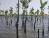 Tanpa APBD, Optimis Sukseskan Penanaman Sejuta Mangrove