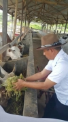 Menikmati Liburan, ABM Kunjungi Peternakan Sapi Di Kabupaten Polman