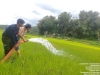 Tangani Fenomena El Nino, UPTD BPTPH Beri Bantuan Pompanisasi pada Lahan Persawahan Seluas 5 Ha di Desa Rambu Saratu Mamasa