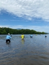 Peringati Hari Jadi ke-20 Sulbar, BKD Tanam Mangrove untuk Lindungi Ekosistem Pesisir