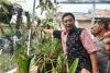 Etalase Anggrek dan Pembibitan Holtikultura, Pusat Promosi dan Edukasi serta Wisata Baru