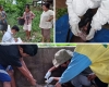 Respon Cepat Kasus Kematian Ternak Babi di Desa Boda-Boda, Tim Medik Veteriner Dinas TPHP Lakukan Investigasi