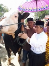 Gubernur Serahkan Hewan Qurban Dari Presiden RI untuk Di Bagikan Bagi Masyarakat Tidak Mampu