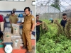 UPTD BBTPH DTPHP Sulbar Panen Perdana Benih Sumber Kacang Tanah dan Siap Diedar