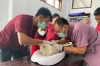 Peringati Hari Rabies Sedunia, Dinas TPHP Sulbar Gelar Vaksinasi Rabies Gratis
